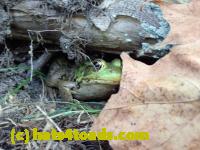 /home//u458753944/public_html/sourcegallery//Frogs/More bullfrogs/P8210457.JPG